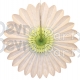 Cool Mint and White Fanburst Decoration (12 pcs)